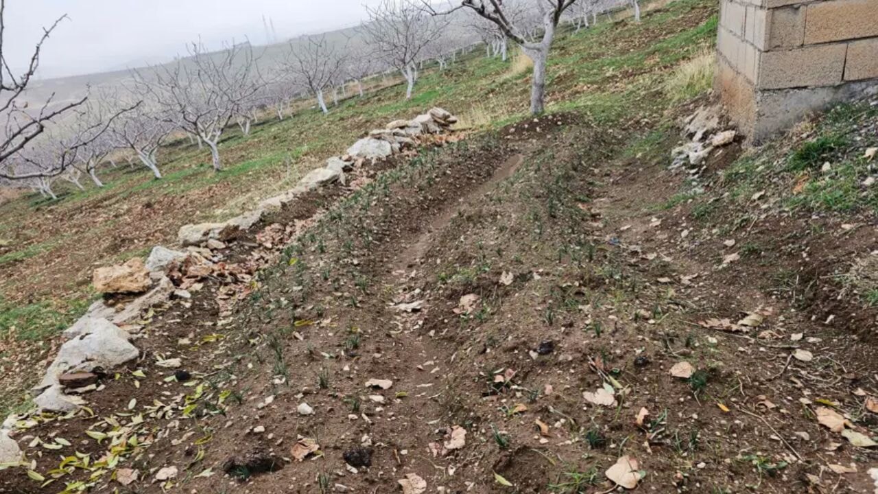 Deneme amaçlı ekmişti! Dünyanın en pahalısında ilk üretim