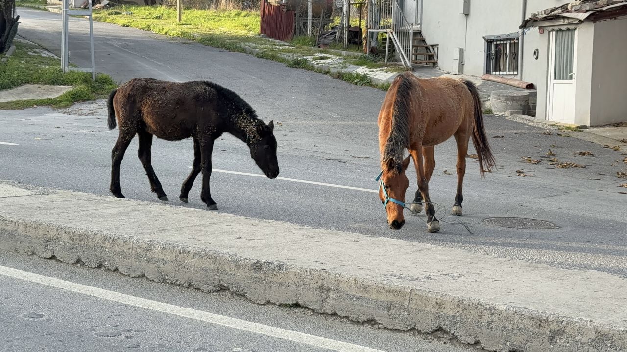 Başıboş gezen atlar tehlike saçıyor