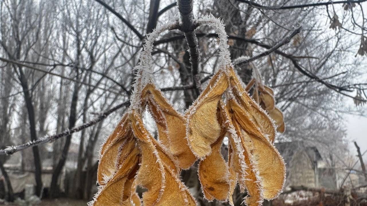 Araçlarını soğuktan korumak için battaniyelerle örtüyorlar