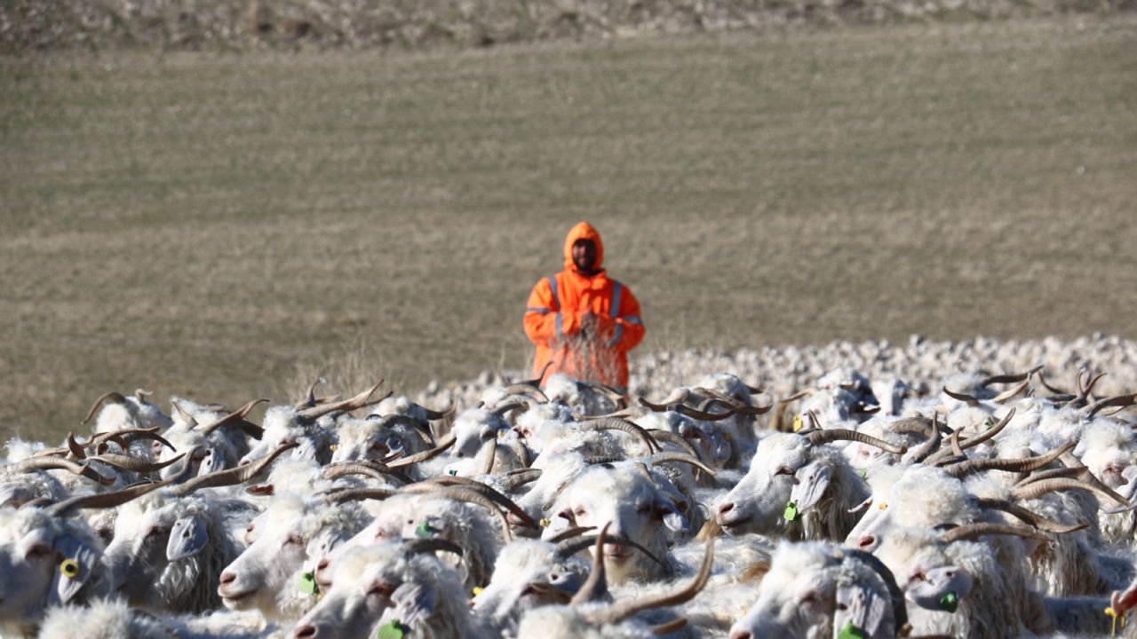 Ankara'nın kadim değeri tiftik keçisi yeniden gözde