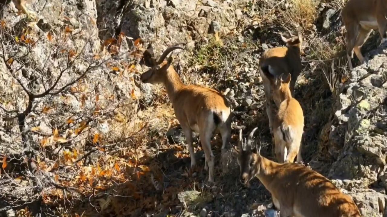 Munzur'un sarp kayalıklarında yaban keçileri