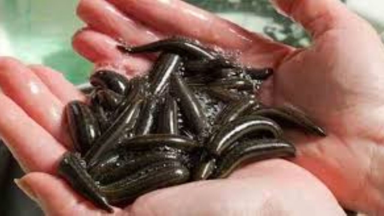 Eğirdir'de yılda 20 bin tıbbi sülük kontrollü ortamda üretiliyor