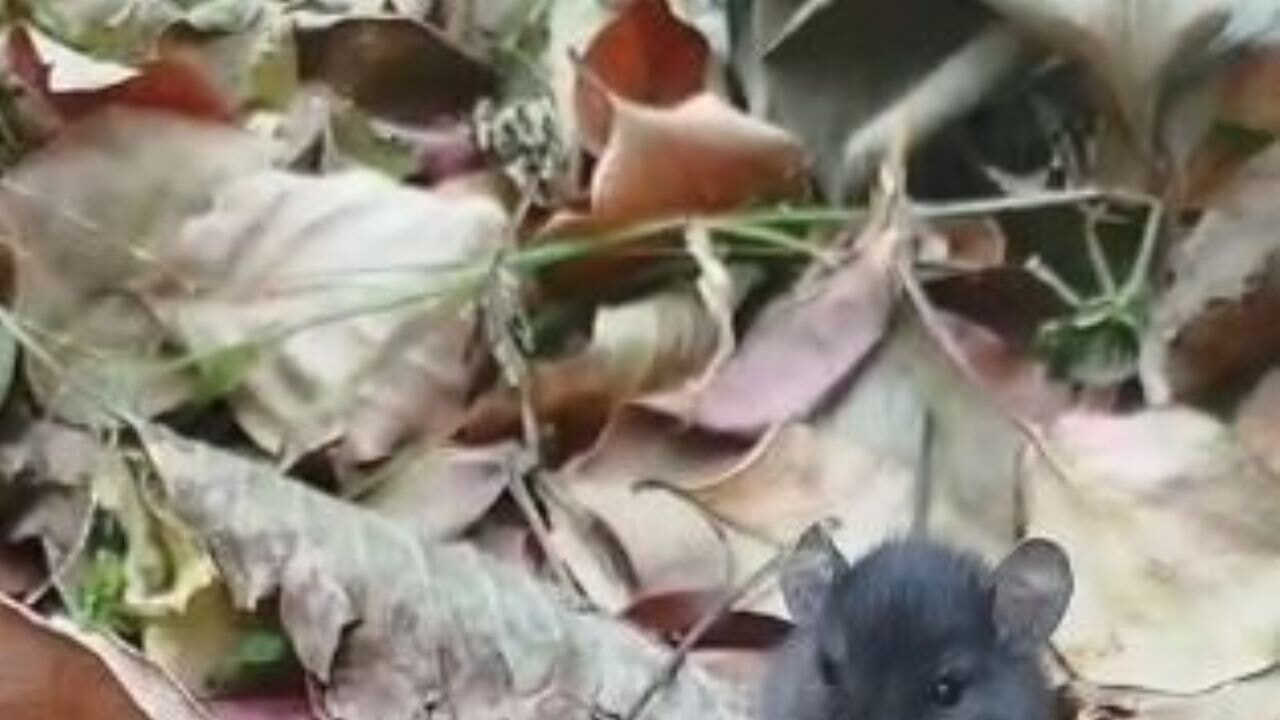 Tarla faresiyle hurmalı diyalog