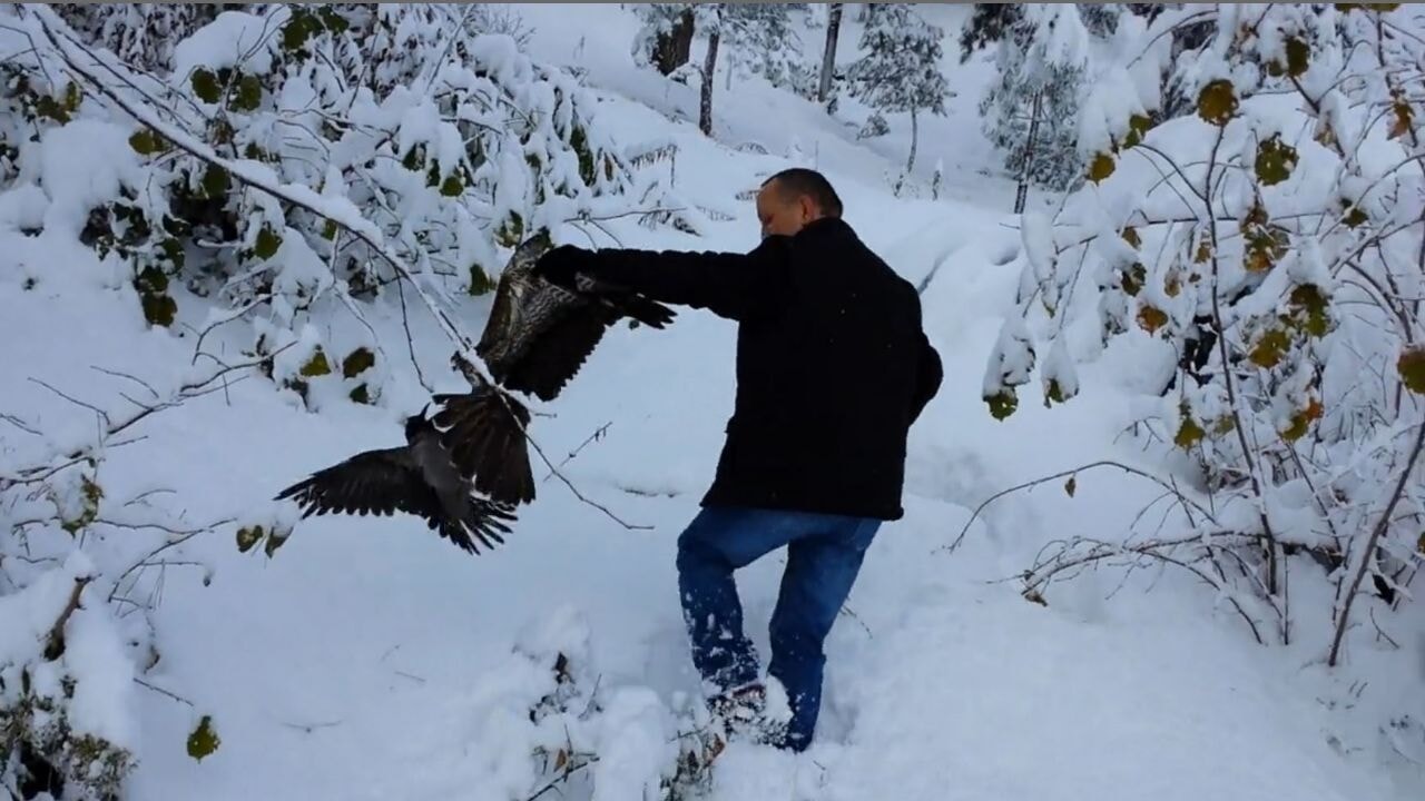 Kargayı atmacanın pençelerinden yoldan geçen vatandaşlar kurtardı