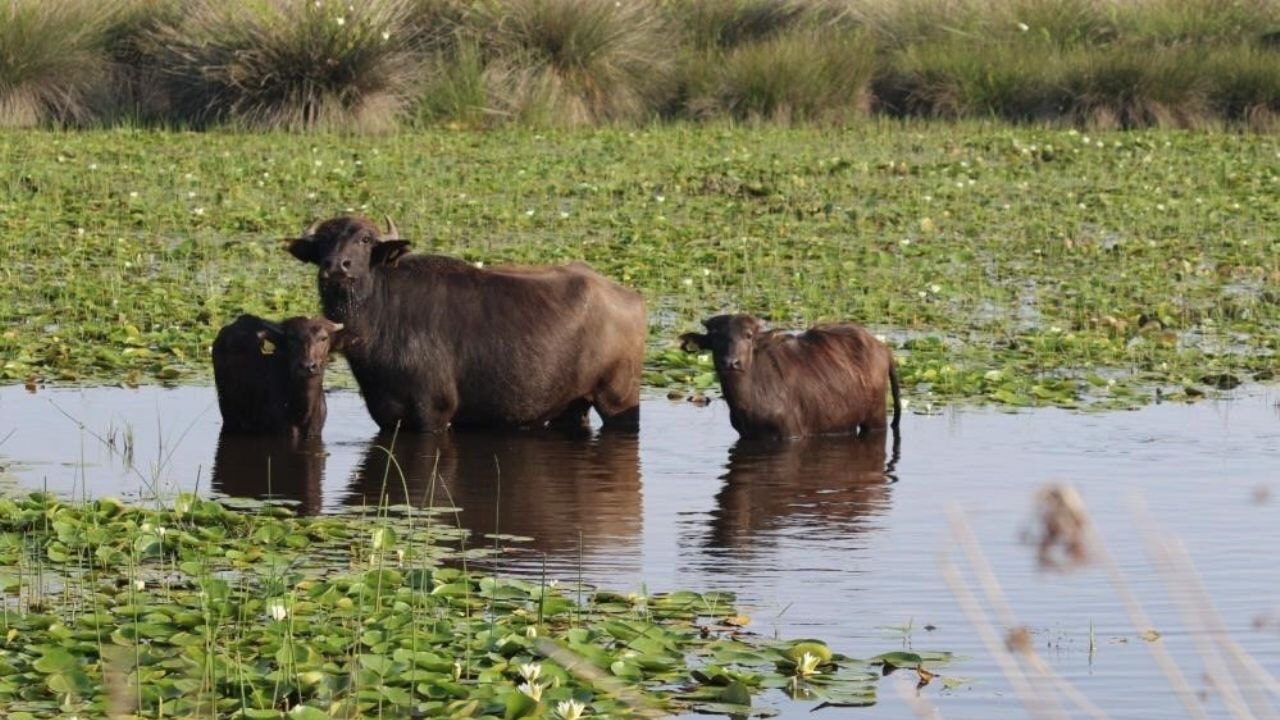Kızılırmak Deltası'nda manda yetiştiriciliği markalaşarak geleceğe taşınıyor