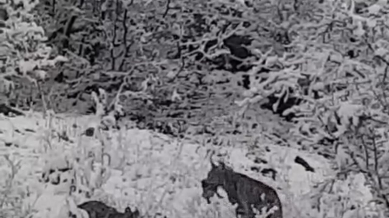 Elazığ'da vaşak ailesi görüntülendi