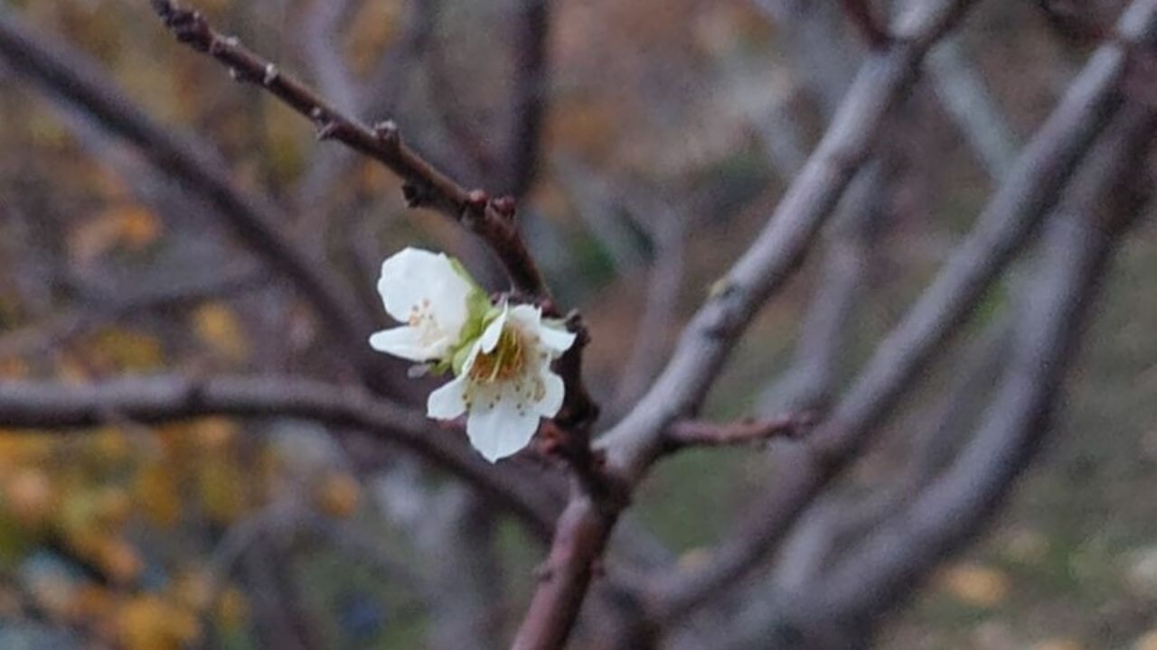 Kış ortasında çiçek açtı