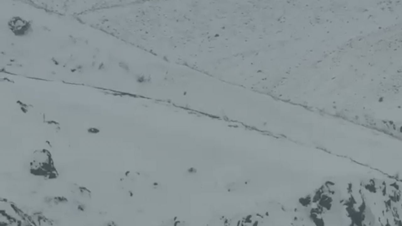 Iğdır'da aç kalan 3 vaşak köye indi