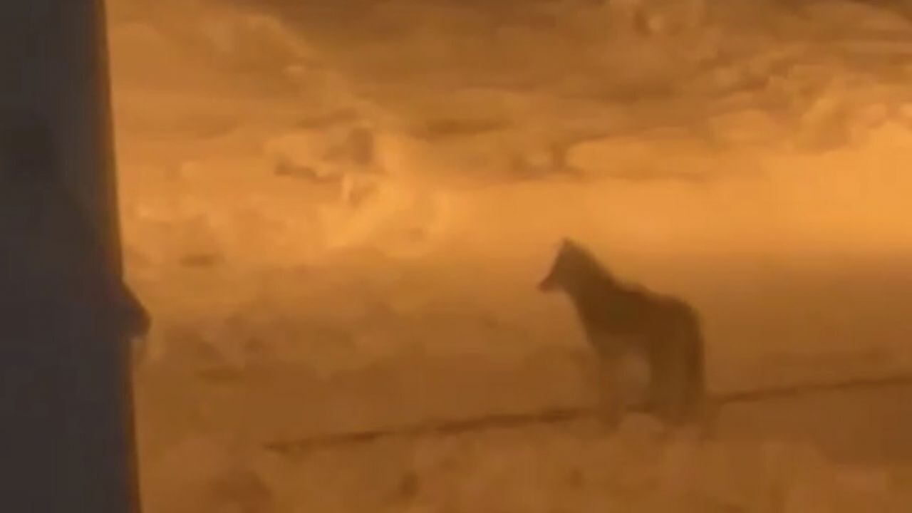 Tatvan'da şehir merkezine inen kurt görüntülendi