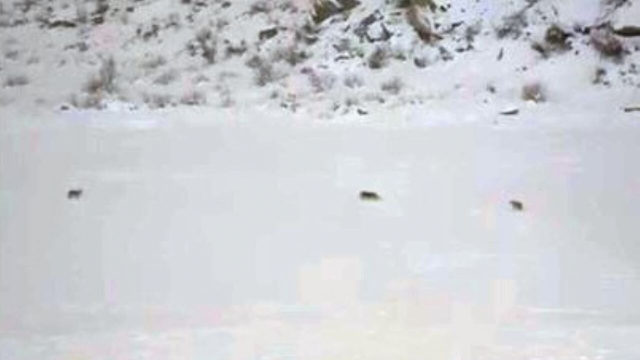 Çukurca'da kurt sürüsü görüntülendi