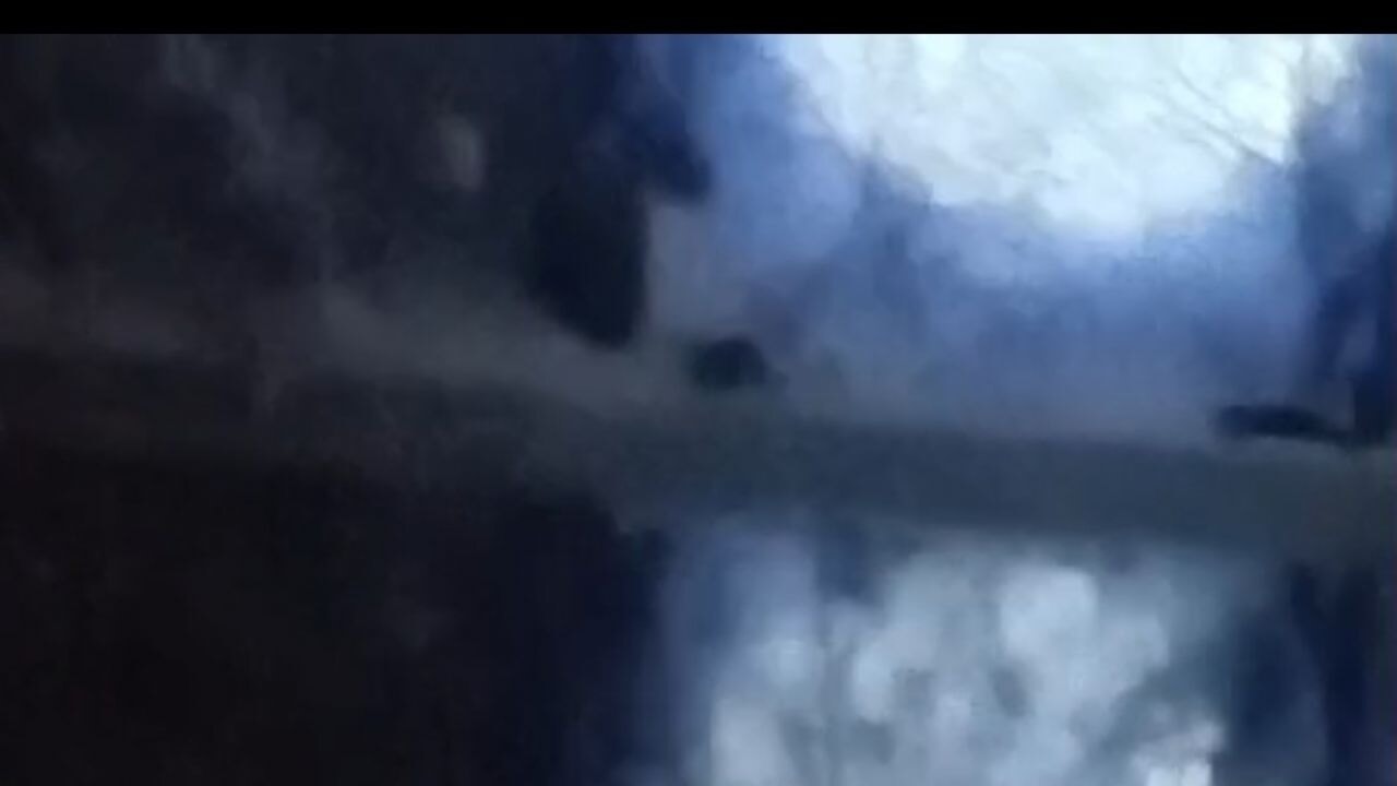 Muş'ta nehir kıyısında su samurları görüntülendi