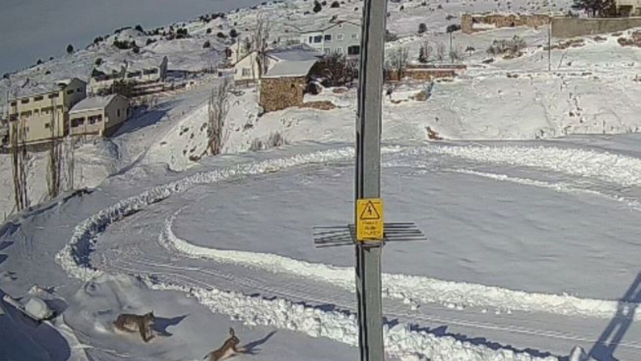 Doğanın kanunu gözler önüne serildi, vaşağın tavşan avı anbean kaydedildi