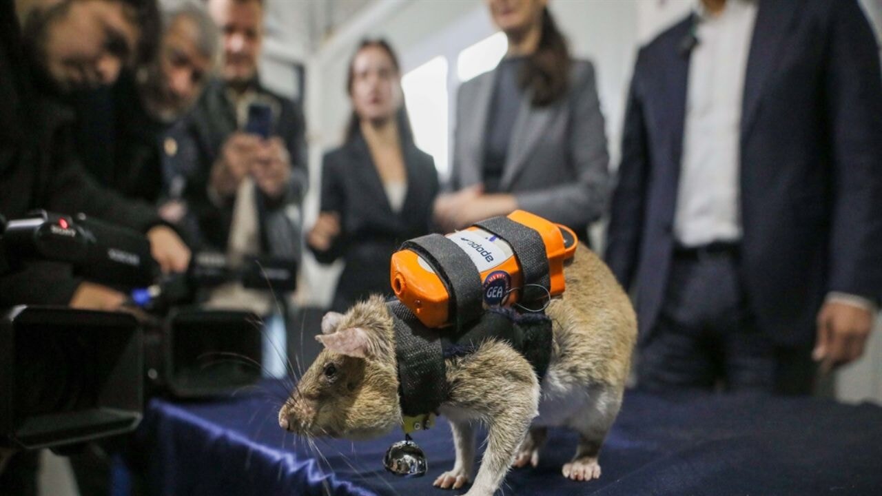 Sırt çantalı 'Kahraman fareler' arama kurtarma ekibinde