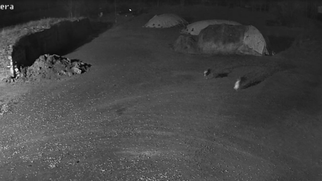 Kars'ta kurtlar köpeği götürdü