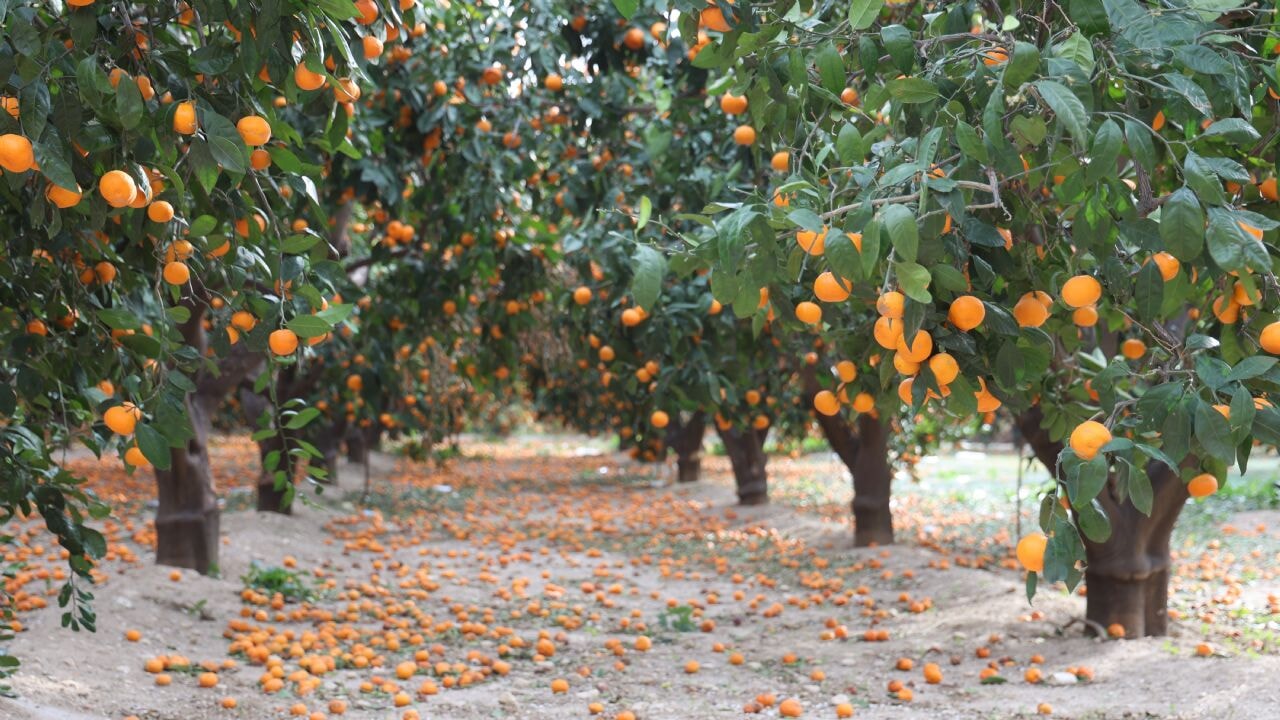 Çiftçinin dalından bedavaya vermeye razı olduğu mandalina bahçelerinde toprak turuncuya döndü