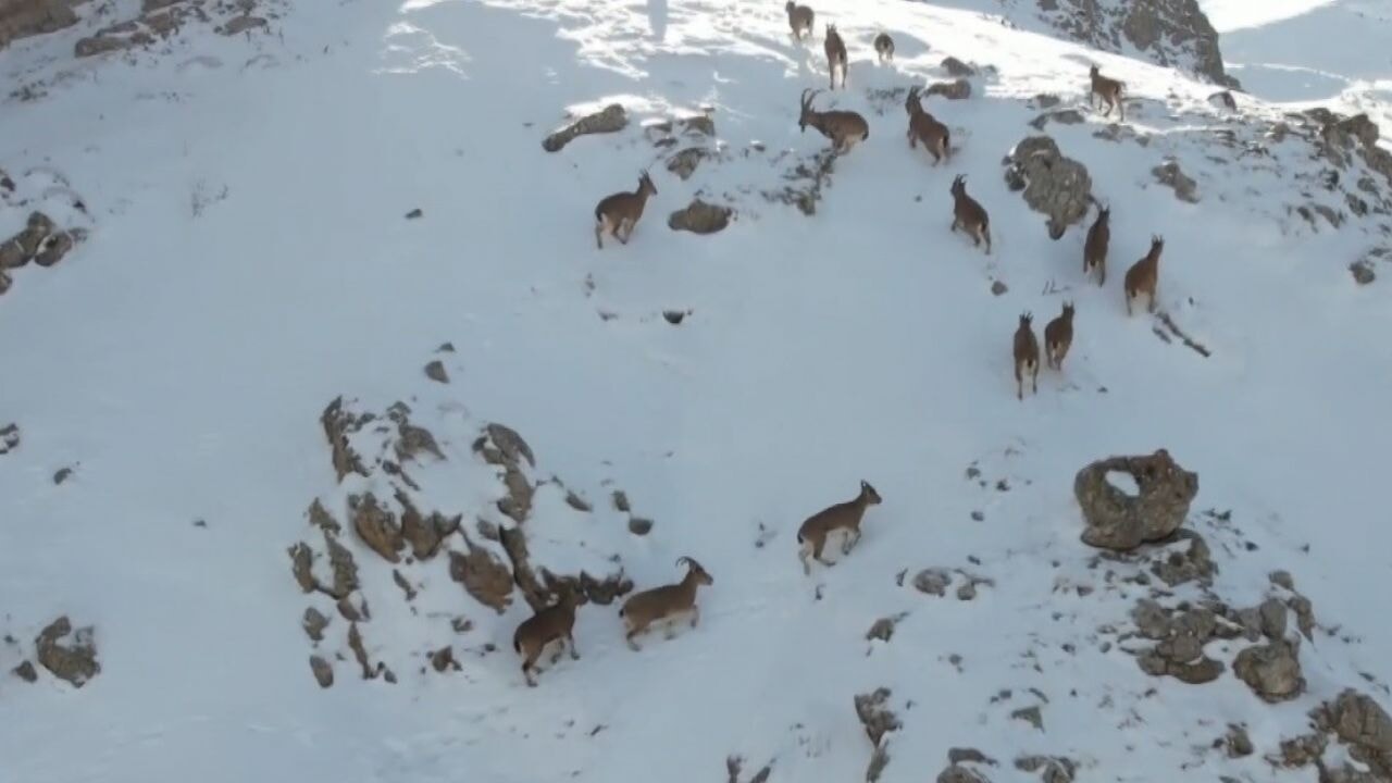 Erzincan'da dağ keçileri karlı arazide yiyecek ararken görüntülendi