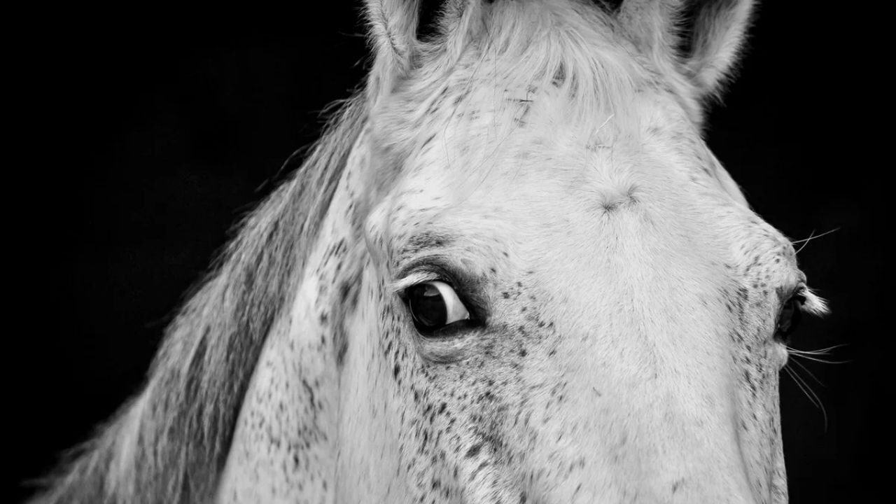 Atlar insanların korkusunu koklayabiliyor