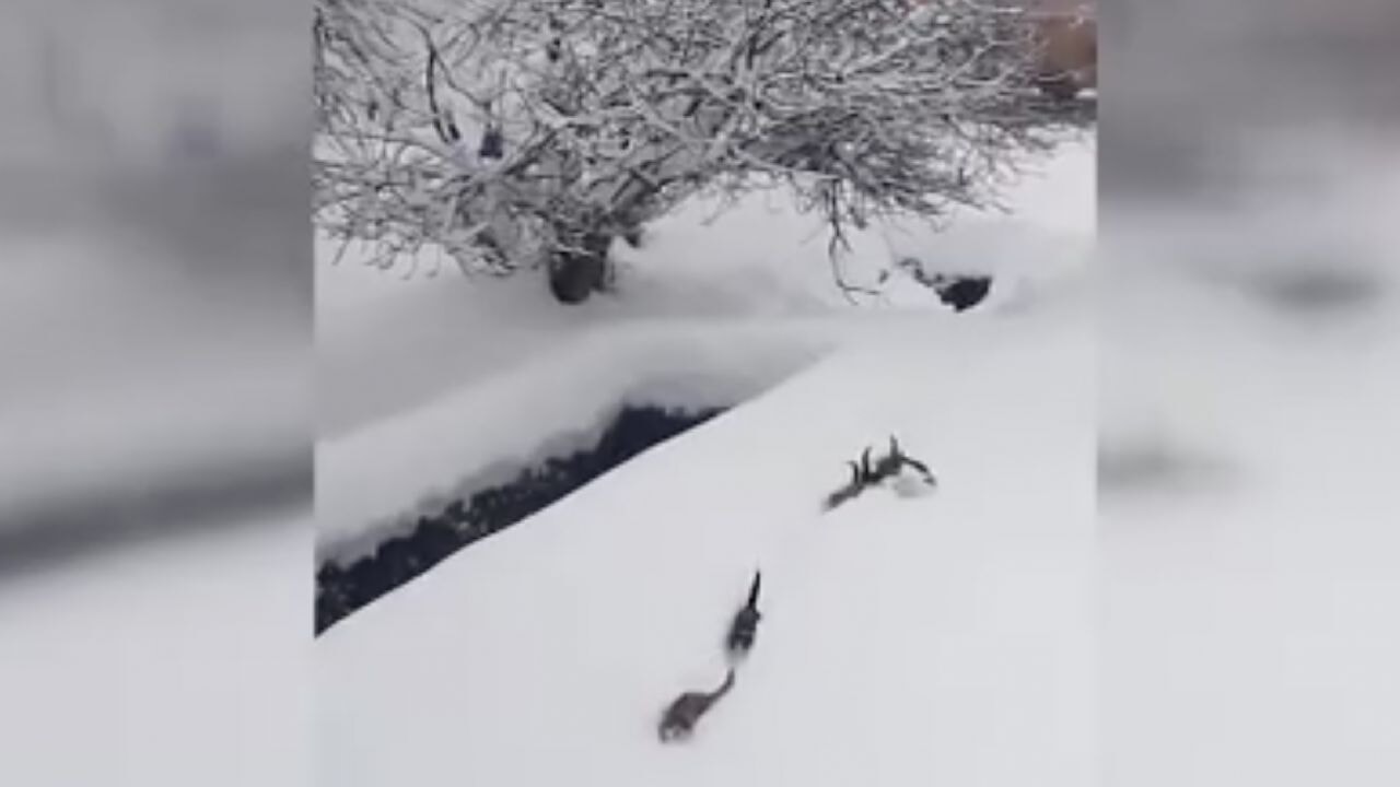 Karda tek sıra kedi yürüyüşü gülümsetti
