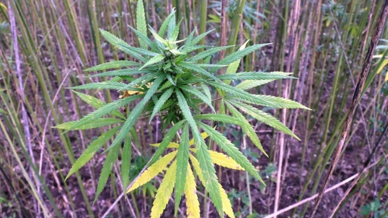 Kenevir üretimi izni için son tarih uyarısı