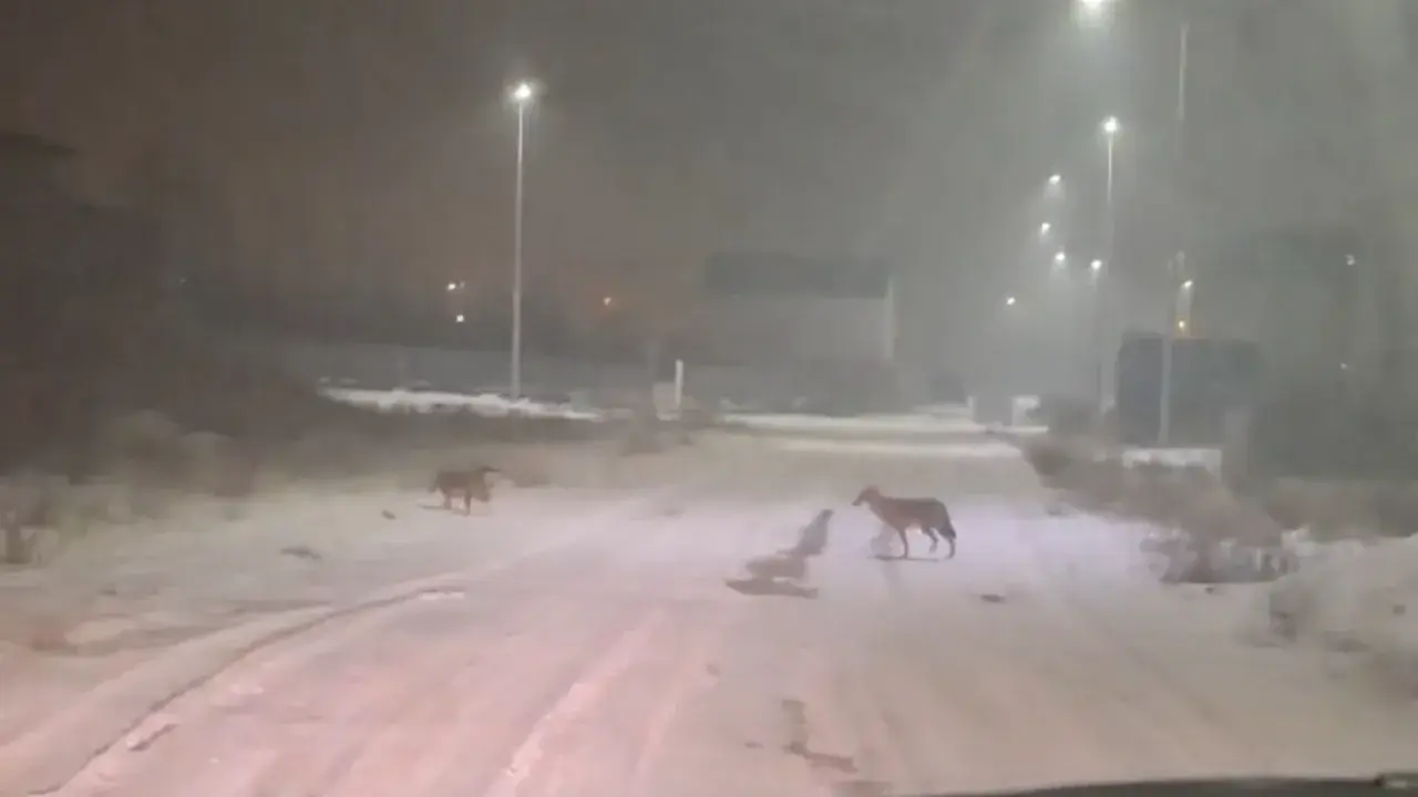 Iğdır kırsalında kurt alarmı