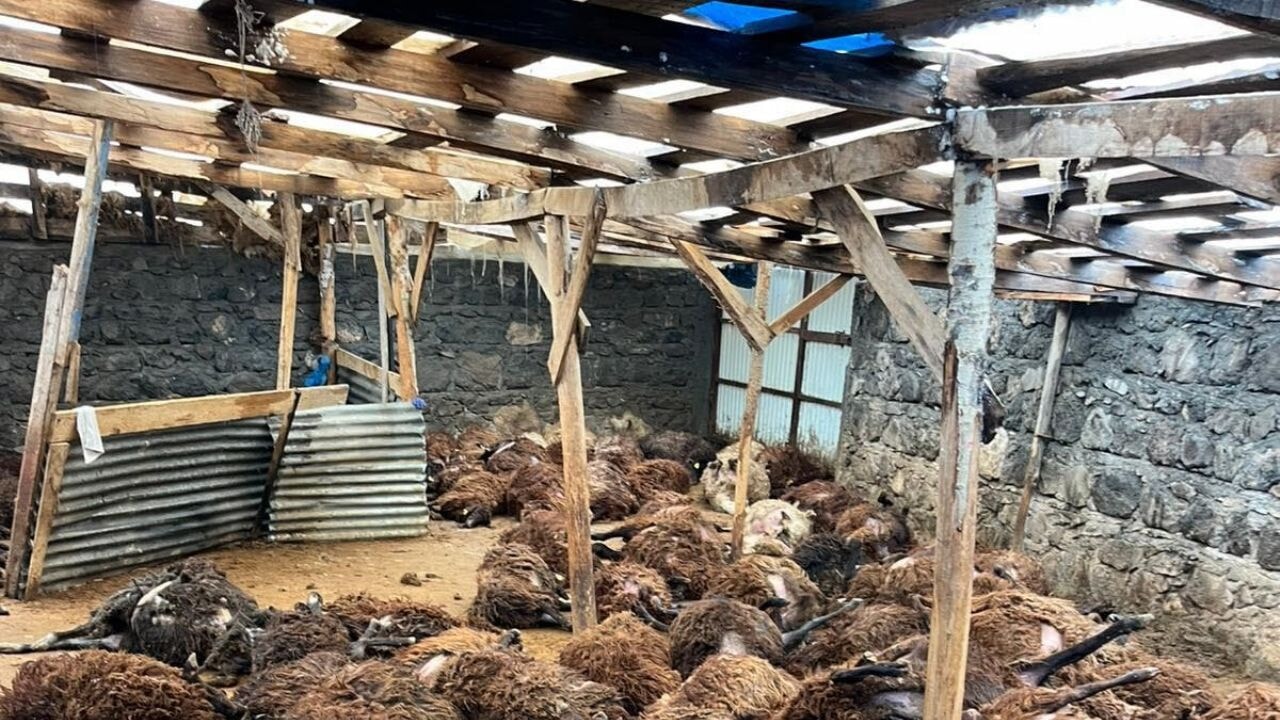 Kurtlar 130 koyunu telef etti