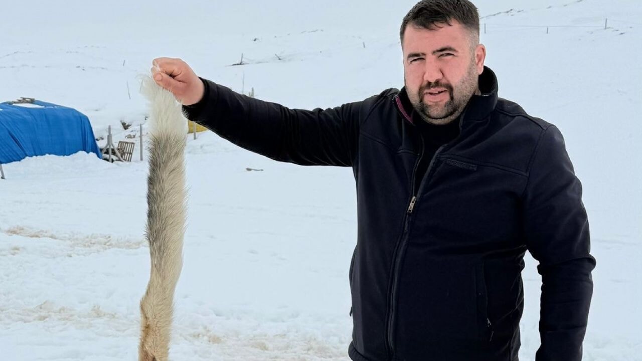 Kurtlarla dövüşen köpekten geriye postu kaldı