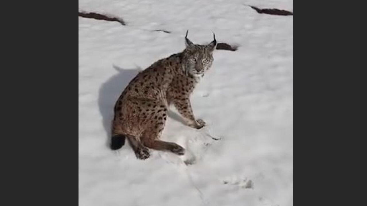 TIR sürücüsü kurtardı: 'Hayvanları da düşünelim'