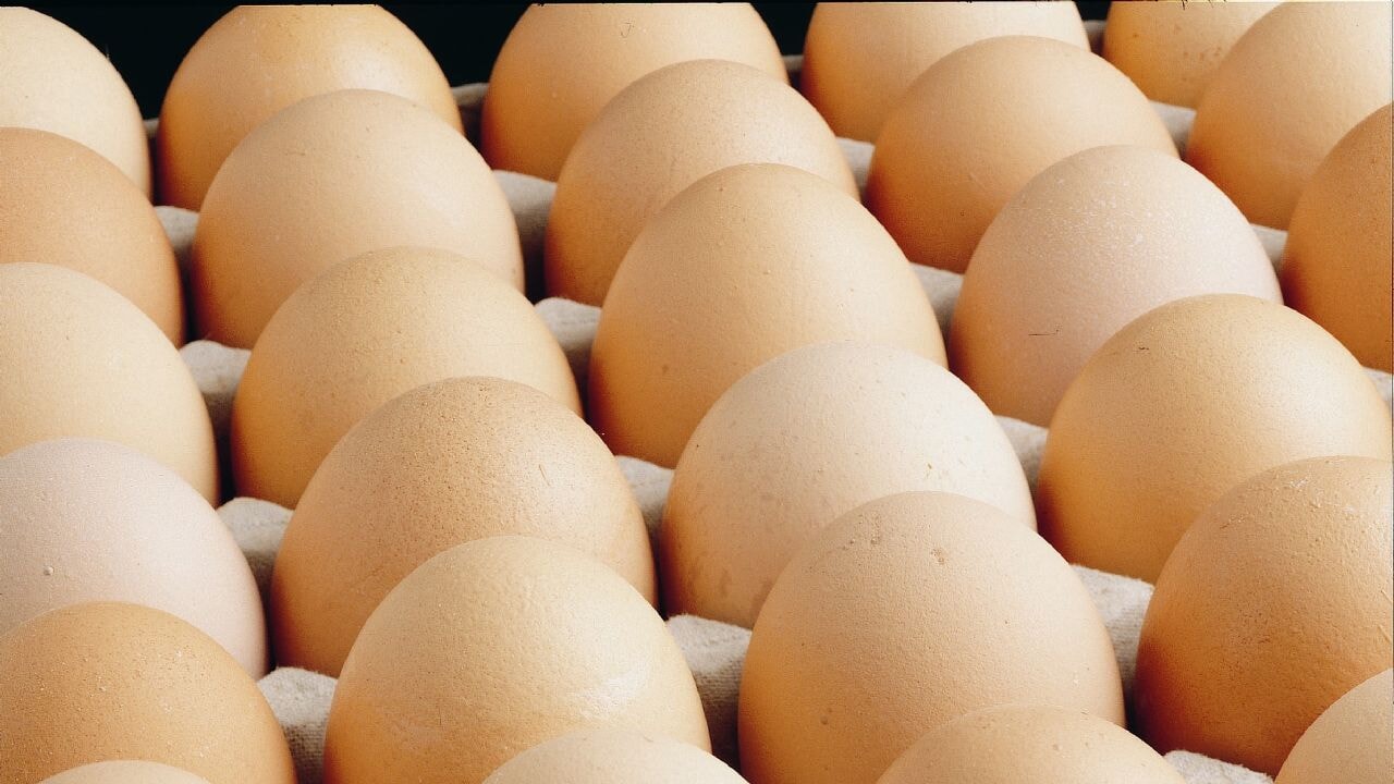 Yumurta üretimi azaldı