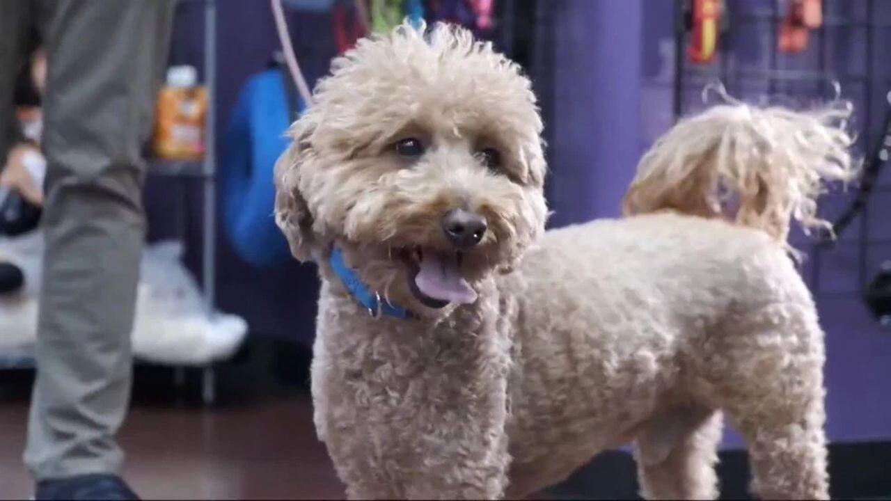 Köpeğini havaalanında terk etti