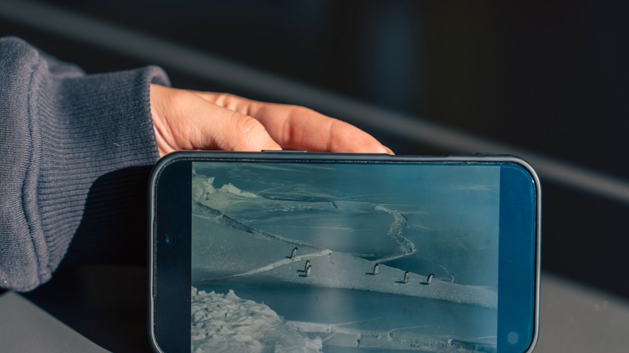 Dr. Evecen'den 'nihilist penguen' analizi