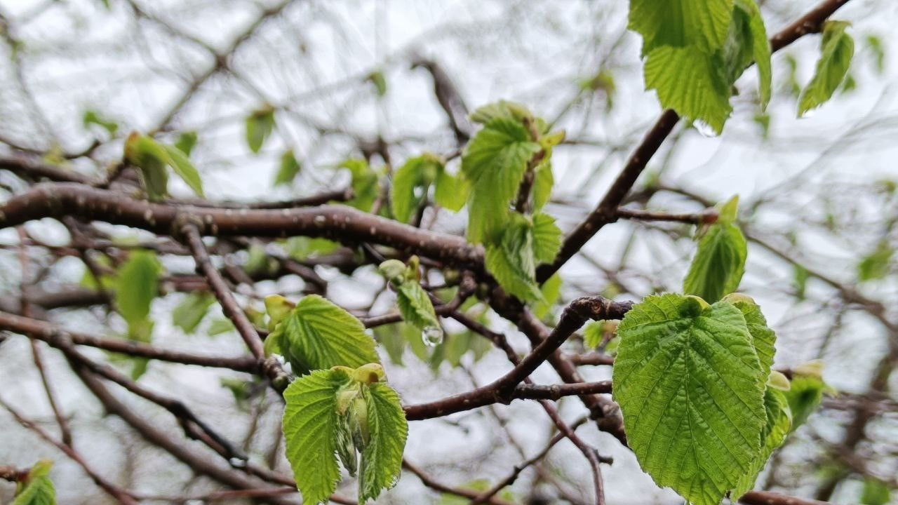 Fındık için zirai don uyarısı