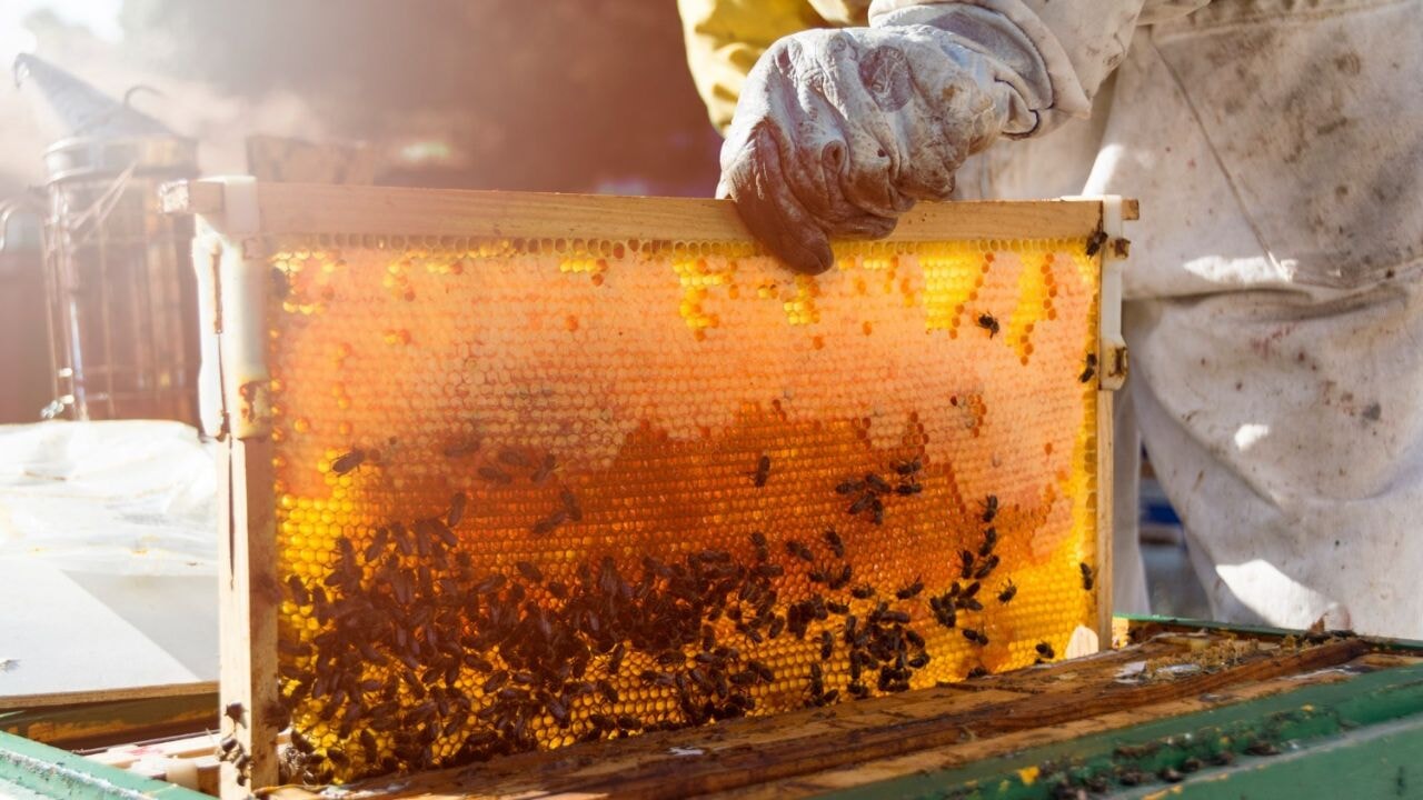 Ermiş Arıcılık: 'Arıcılıkta koloni sağlığı ve üretim ekipmanı ön plana çıkıyor'