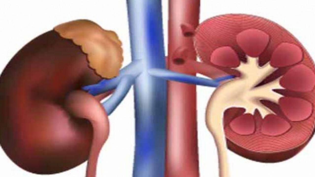 Sağlığınıza dikkat! Türkiye'de 10 milyon kişi böbrek hastalığı riski altında