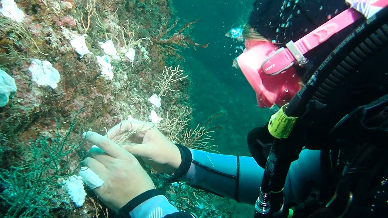 Bakan Kurum: Doğayı mercanlarla onarıyoruz