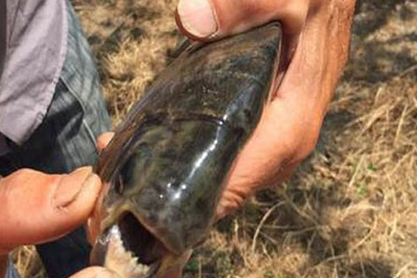 İznik Gölü'nde pirana yakalandı