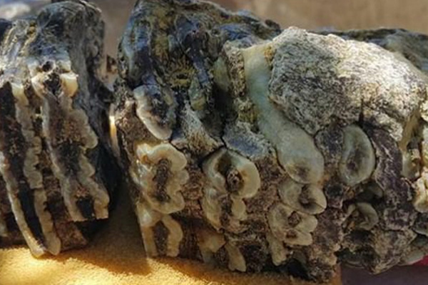 Taş diye topladı bakın ne çıktı