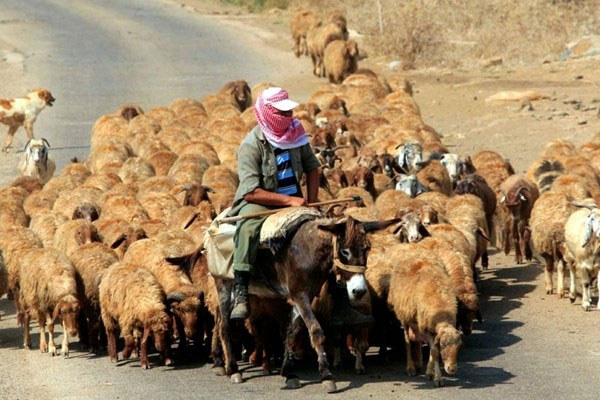 İsrail, Lübnanlı çobanın keçilerini kaçırdı