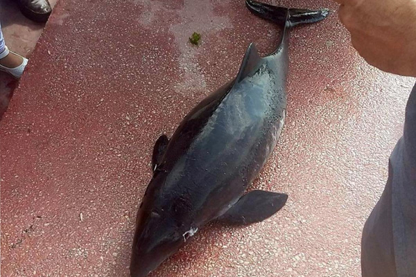 Yunus balığını başından vurdular