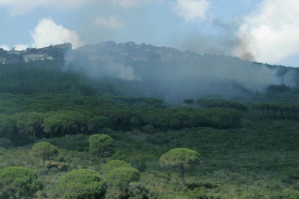 İstanbul'daki ormanların risk haritası çıkarıldı