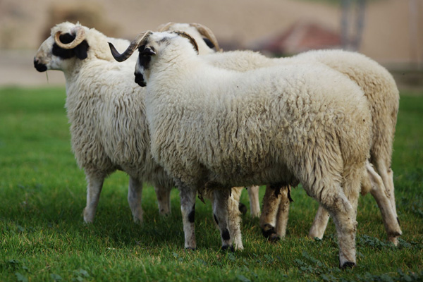 Kurban Bayramı 9 gün tatil olacak!
