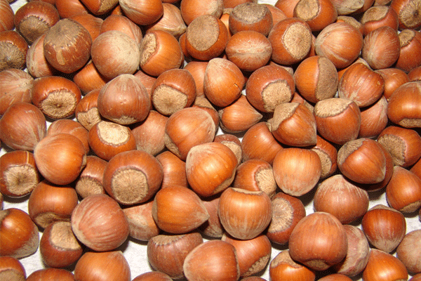 Fındık fiyatını üretici tespit edecek