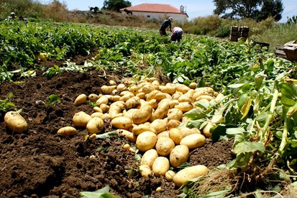 Yağışlar patateste rekolte beklentisini artırdı