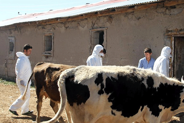 Havran'da kuduz karantinası