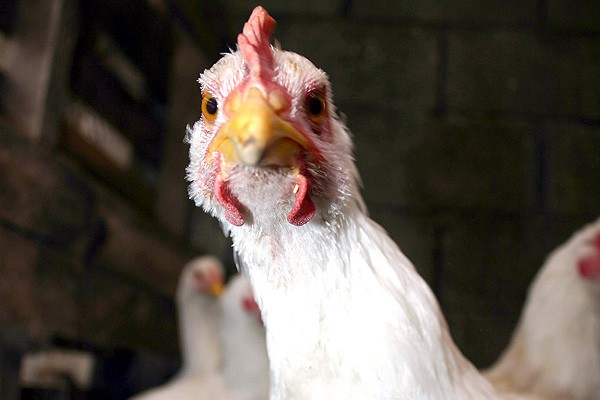 Irak, Türk tavuğuna kışt demiyecek