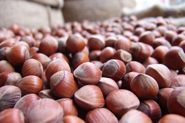 Fındık ihracatında rekor