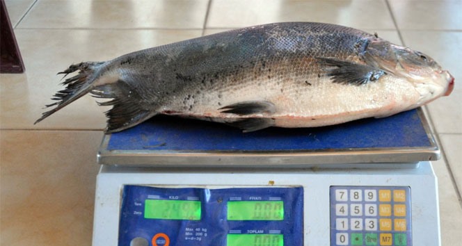 Bursa'da pirana paniği