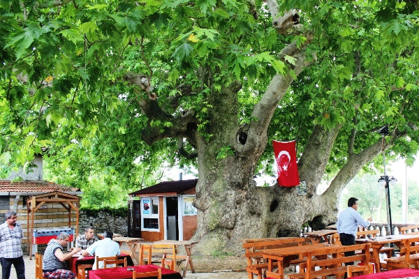 Kırklareli'nde 817 yıllık ağaç