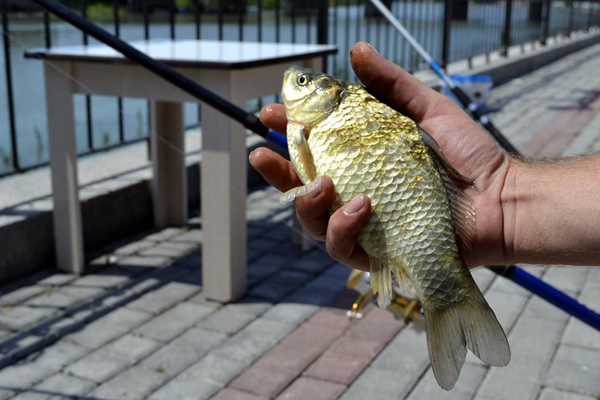Zonguldak'ta 'İsrail sazanı' alarmı