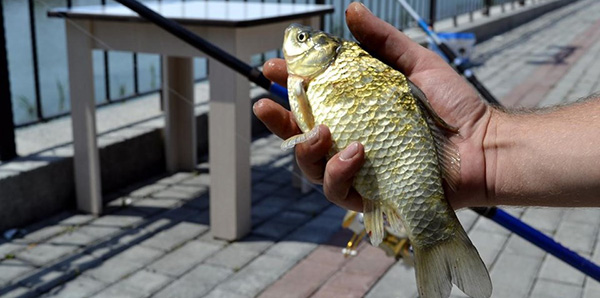 Zonguldak'ta 'İsrail sazanı' paniği