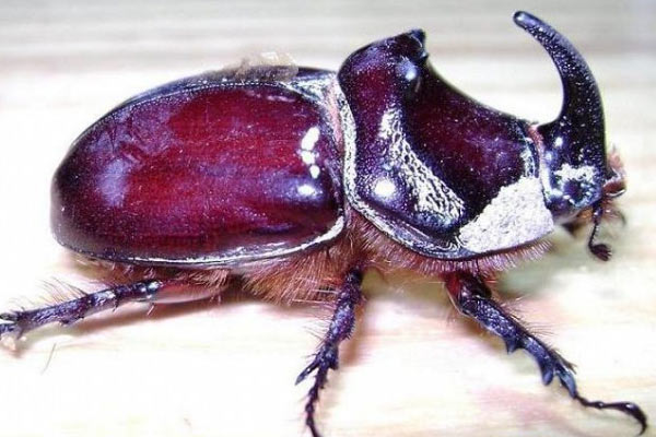 90 bin dolarlık böcek Türkiye'nin her yerinde